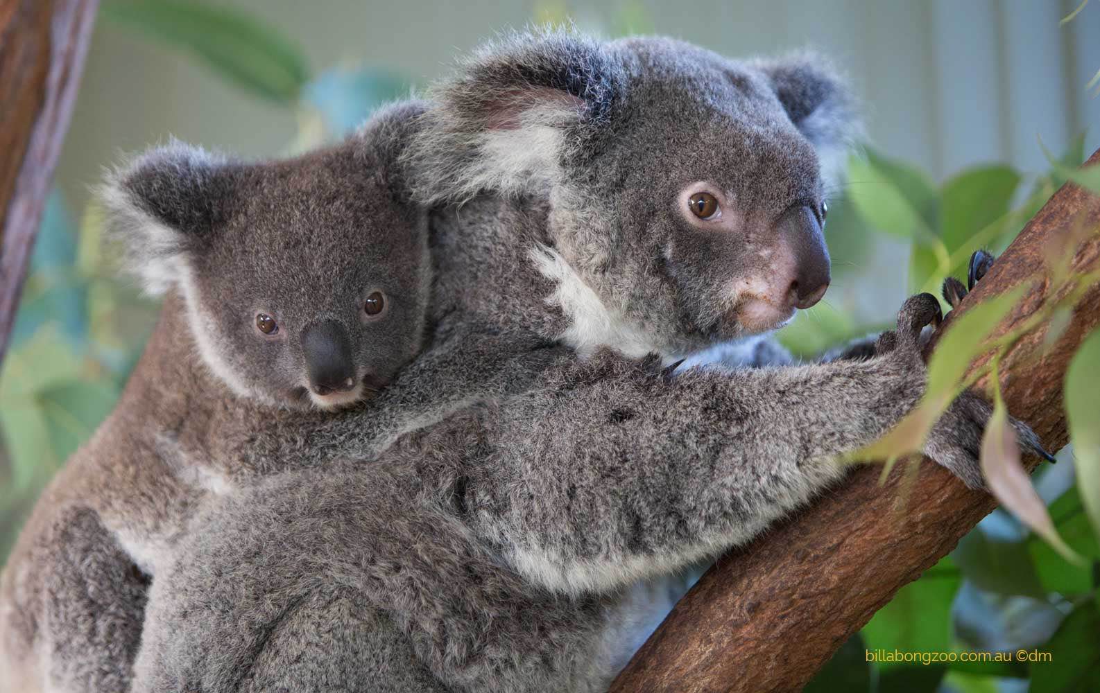 Коала живет в австралии. Коала. Млекопитающие коала. Коала в Австралии. Эндемики Австралии коала.
