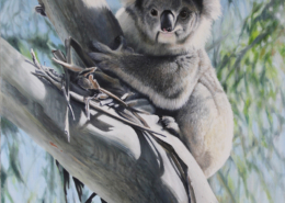 living with koalas artist William Ritchie