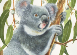 Living with Koalas - artist David REYNOLDS