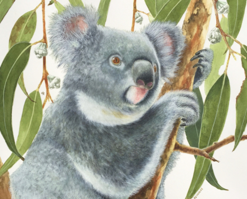 Living with Koalas - artist David REYNOLDS