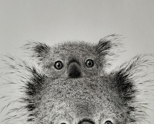 Living with Koalas artist Daisy Claridge