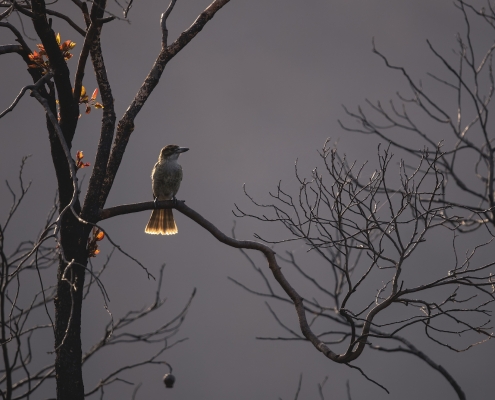 Living with koalas artist - photographer Georgina Steytler