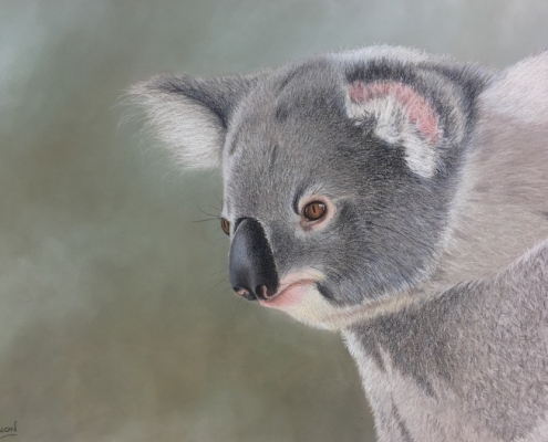 Living with Koalas artist - Kerri Dixon