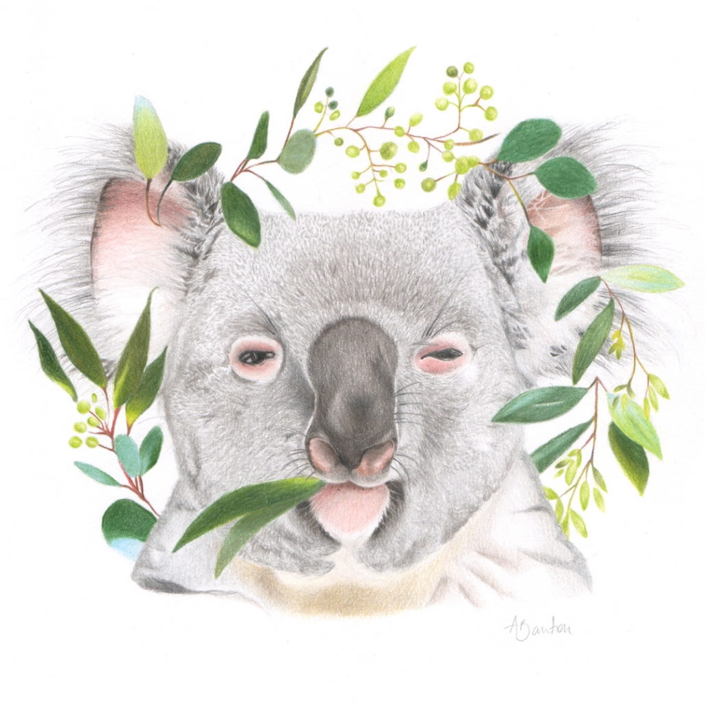 Art Room Britt: Koala Bear in Eucalyptus Forest in Gouache