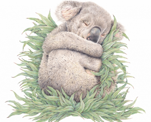 Living wiht Koalas artist Sarah Hardy (Popcorn Blue_