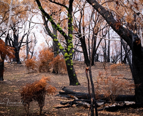 Living with Koalas photographer Steven Farrimond