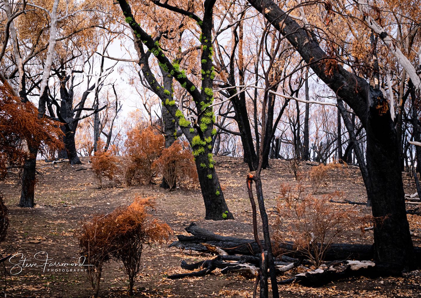 Living with Koalas photographer Steven Farrimond