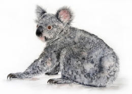 Living with Koalas artist Tracy Hughes
