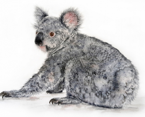 Living with Koalas artist Tracy Hughes