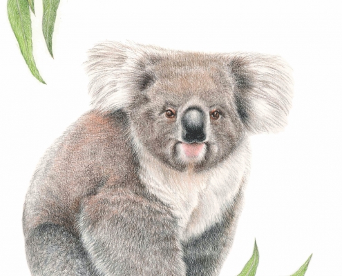 Living with Koalas artist Joanne Pearcy