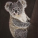 Living with Koalas artist - Rose Watson