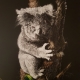 Livng with Koalas artist - Jan Lowe