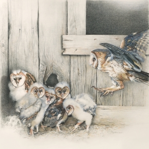 50 USA - OHIO - barn Owl - © Margi HOPKINS